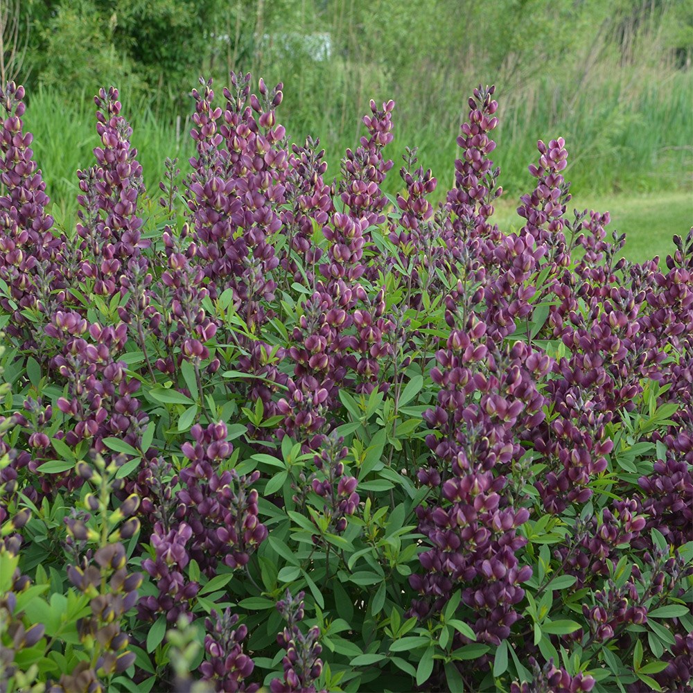 <i>Baptisia</i> 'Burgundy Blast'