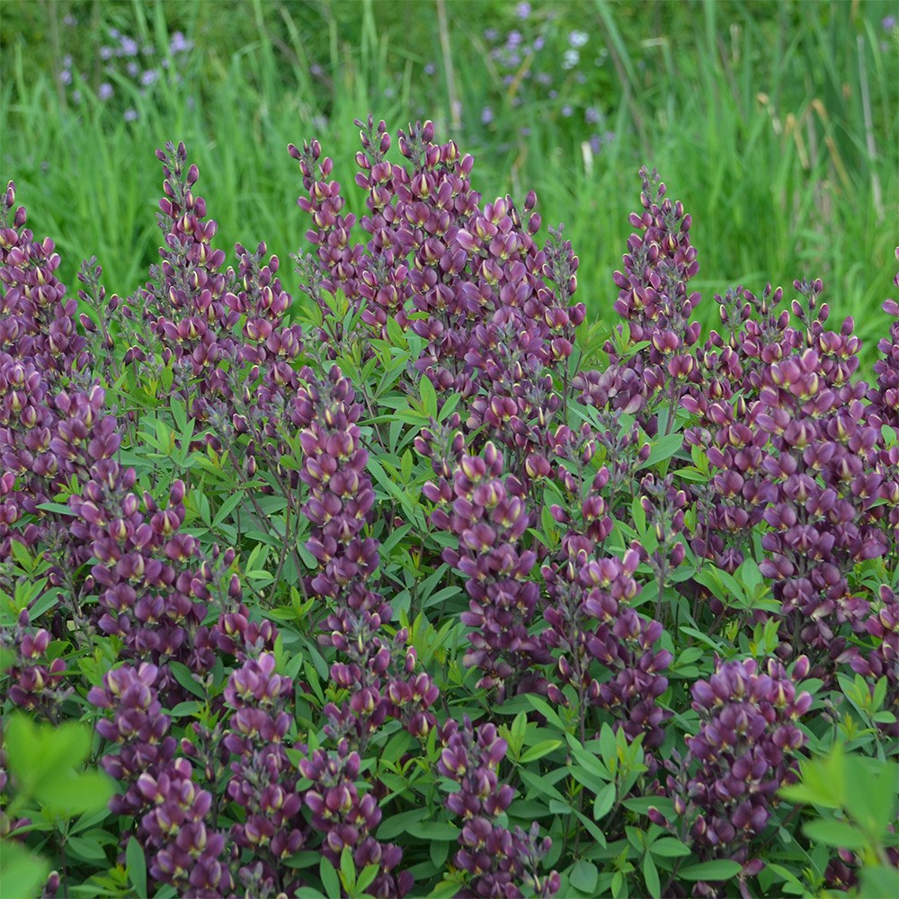 <i>Baptisia</i> 'Burgundy Blast'