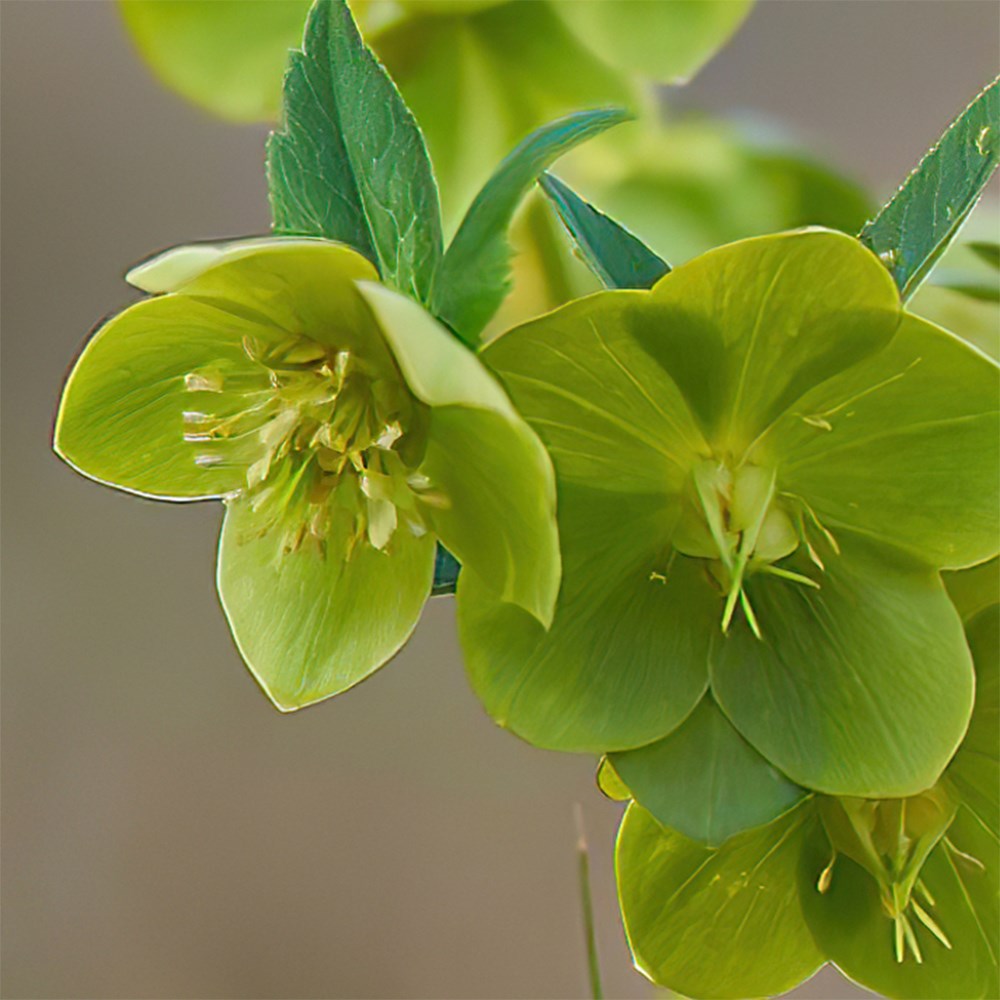 <i>Helleborus</i> × <i>hybridus</i> Single Green