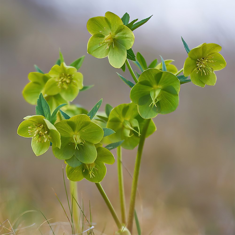 <i>Helleborus</i> × <i>hybridus</i> Single Green