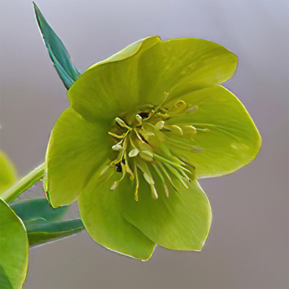 <i>Helleborus</i> × <i>hybridus</i> Single Green