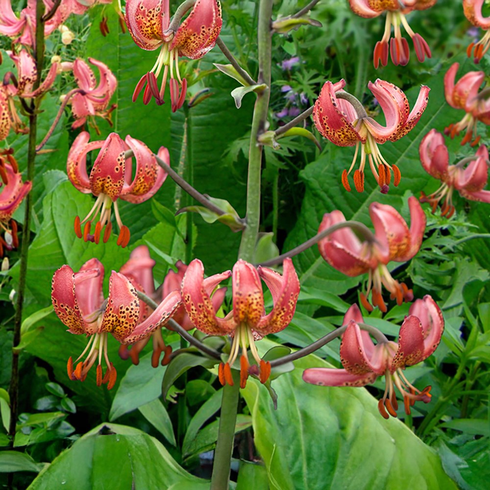 <i>Lilium</i> 'Manitoba Morning'