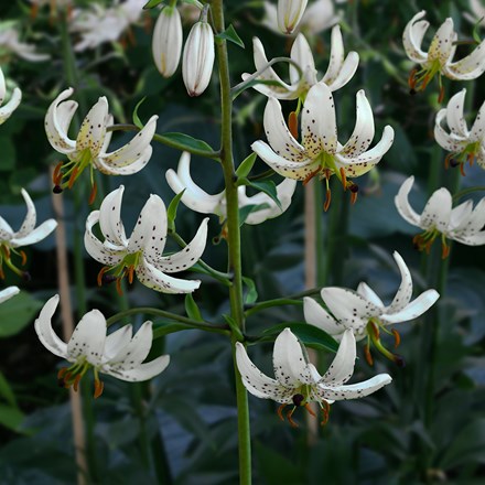 Lilium Albi Morning