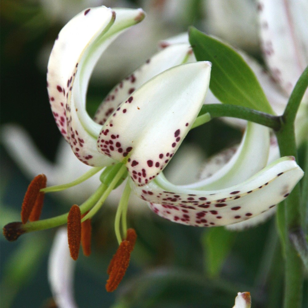 <i>Lilium</i> 'Albi Morning'