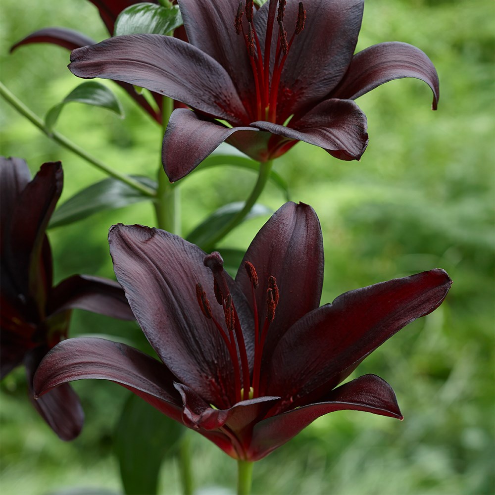 <i>Lilium</i> 'Nightrider'