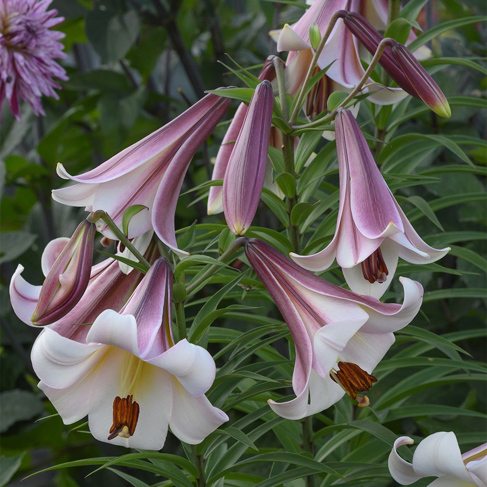 <i>Lilium</i> 'Eastern Moon'