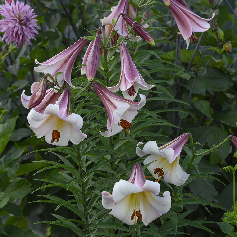 <i>Lilium</i> 'Eastern Moon'