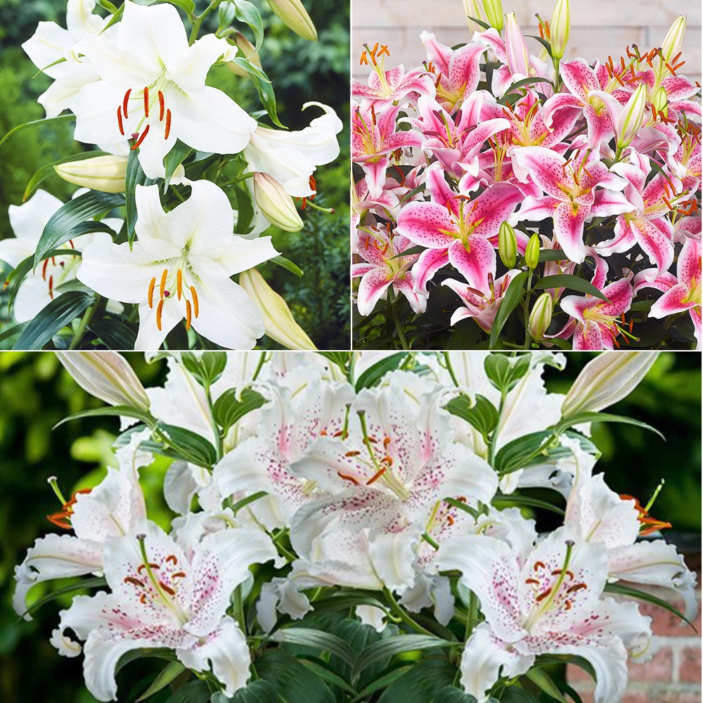 Oriental lily collection