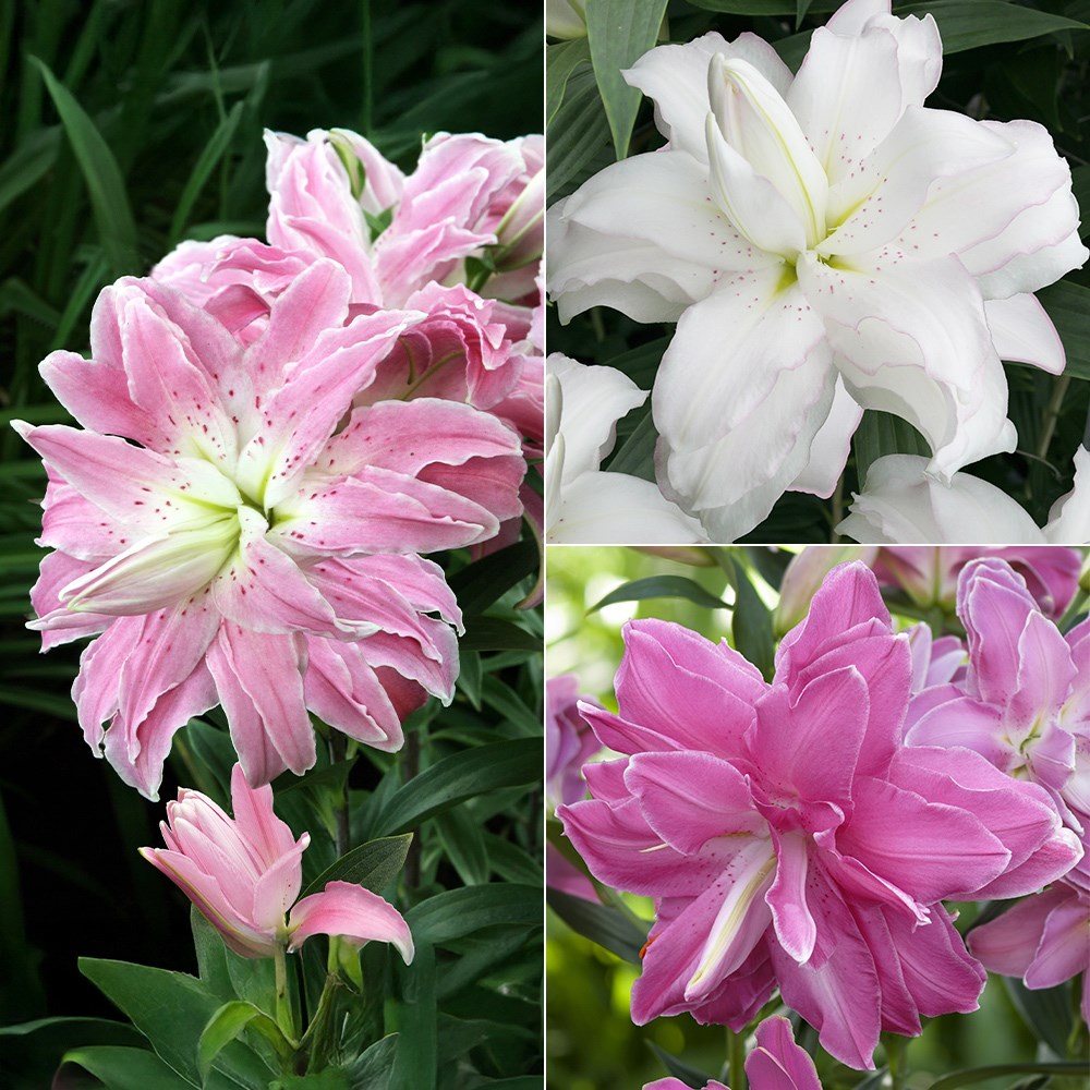 Pollen free lotus lily collection