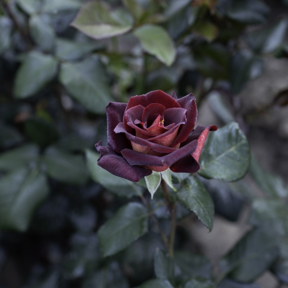 <i>Rosa</i> 'Eddy Mitchell' | Hybrid Tea Rose