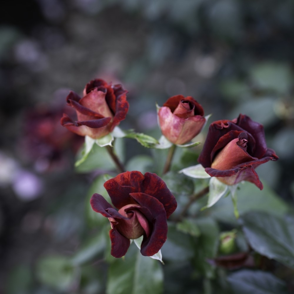 <i>Rosa</i> 'Eddy Mitchell' | Hybrid Tea Rose