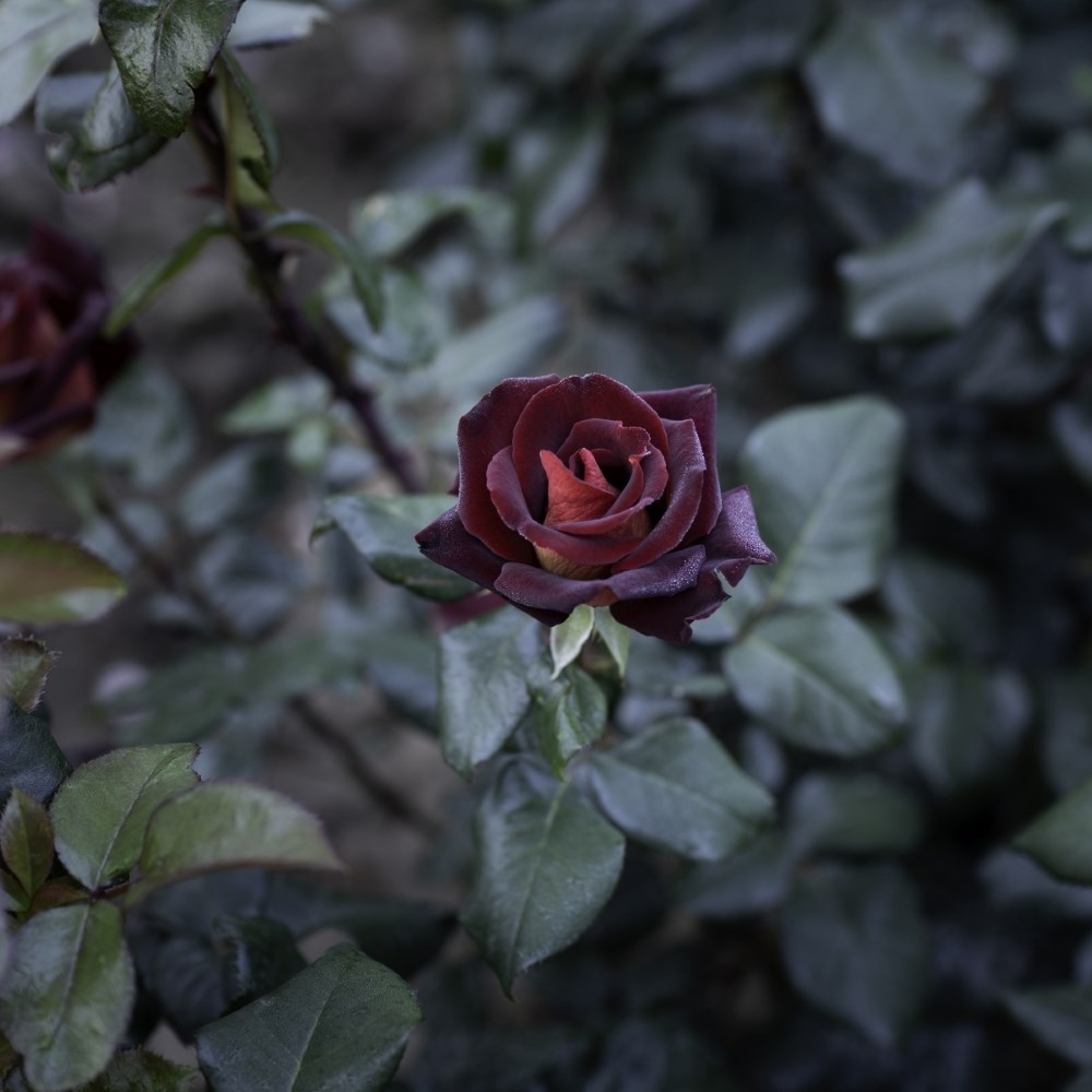<i>Rosa</i> 'Eddy Mitchell' | Hybrid Tea Rose