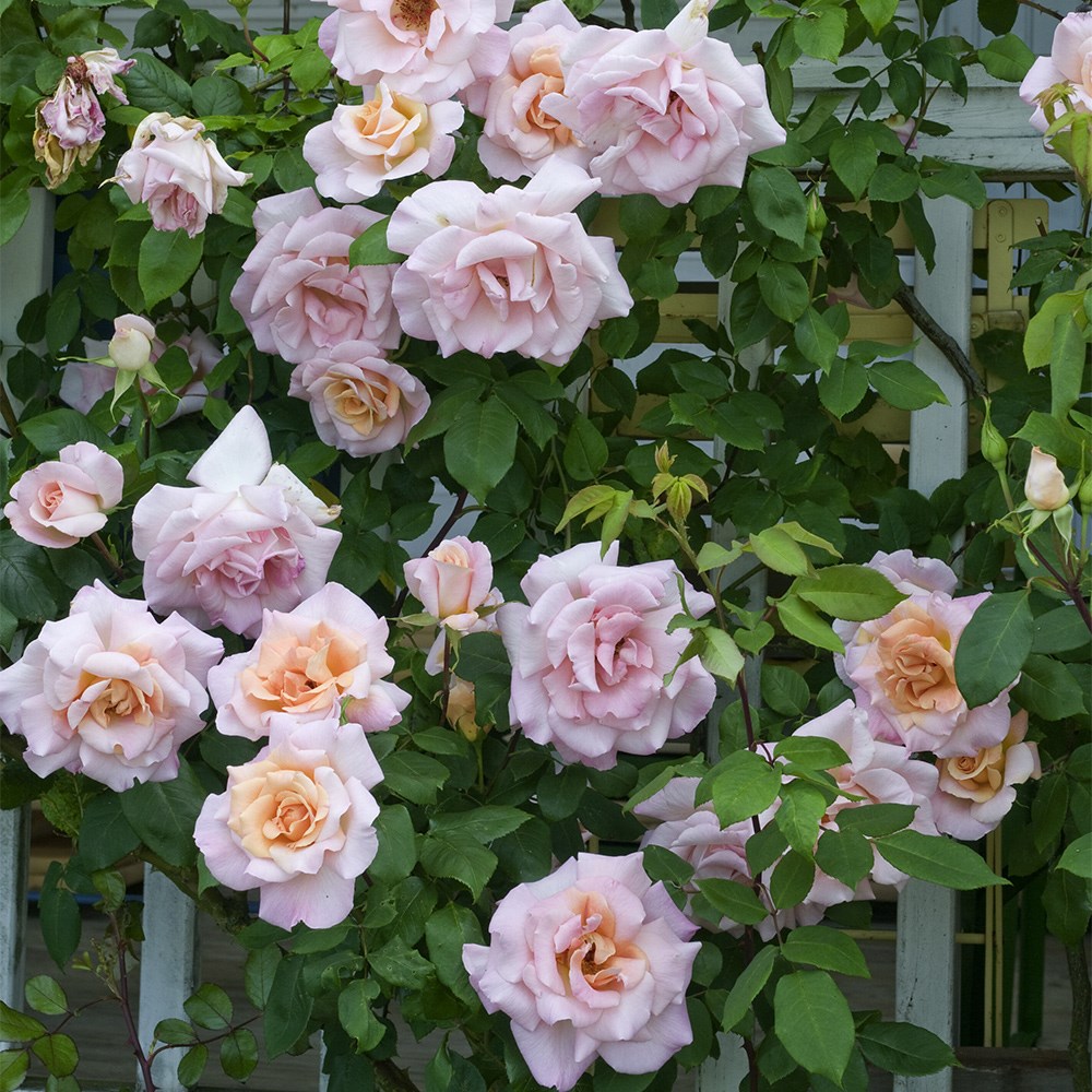 <i>Rosa</i> 'Michèle Meilland' | Hybrid Tea Rose