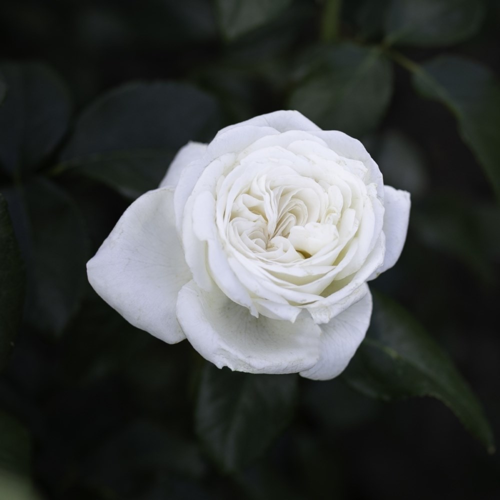 <i>Rosa</i> <b class=small-caps>White Perfumella</b> ('Meicalanq') (PBR) | Hybrid Tea Rose