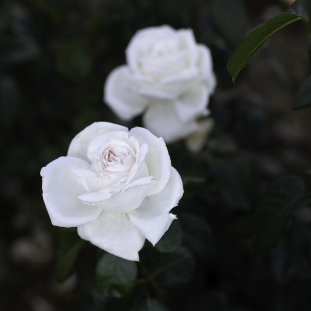 <i>Rosa</i> <b class=small-caps>White Perfumella</b> ('Meicalanq') (PBR) | Hybrid Tea Rose