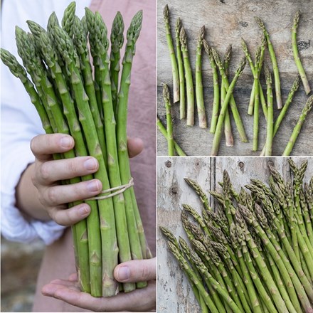 Award winning asparagus collection