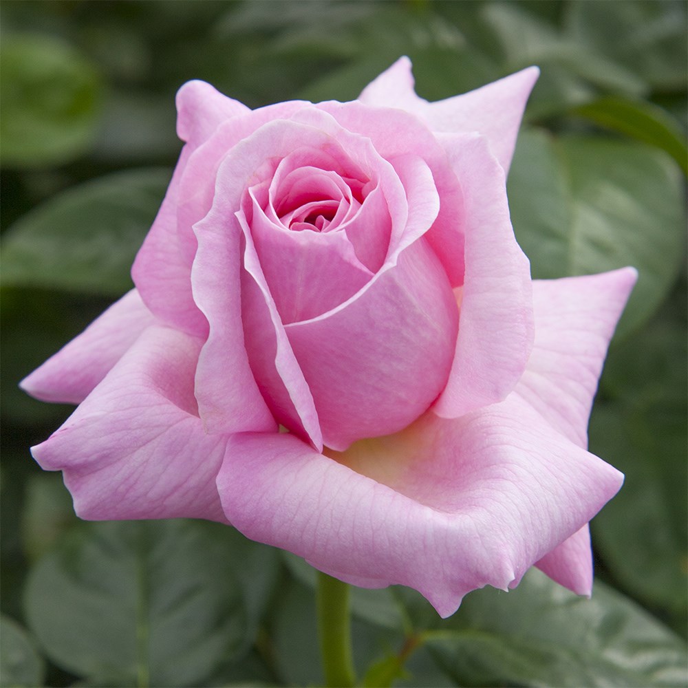 <i>Rosa</i> <b class=small-caps>Pink Eureka</b> ('Meiagadou') (PBR) | Hybrid Tea Rose