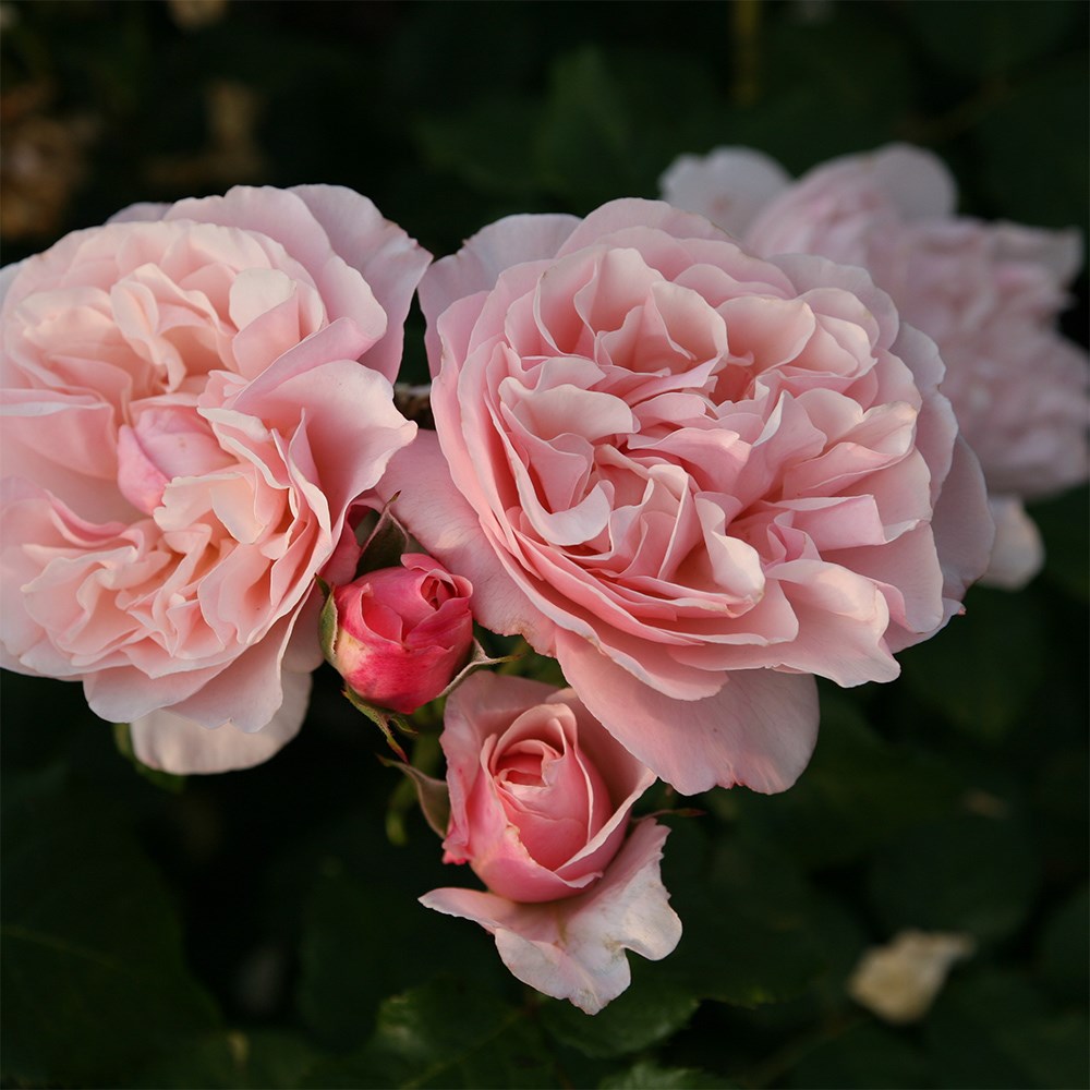 <i>Rosa</i> <b class=small-caps>Eifelzauber</b> ('Korcarbas') (PBR) | Shrub Rose