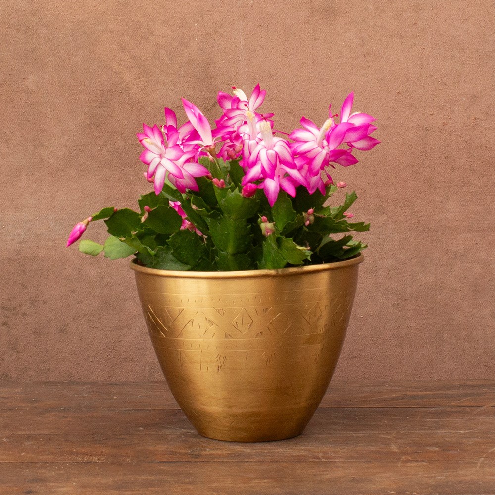 <i>Schlumbergera</i> 'Pink flowered'