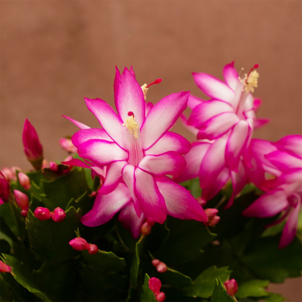 <i>Schlumbergera</i> 'Pink flowered'