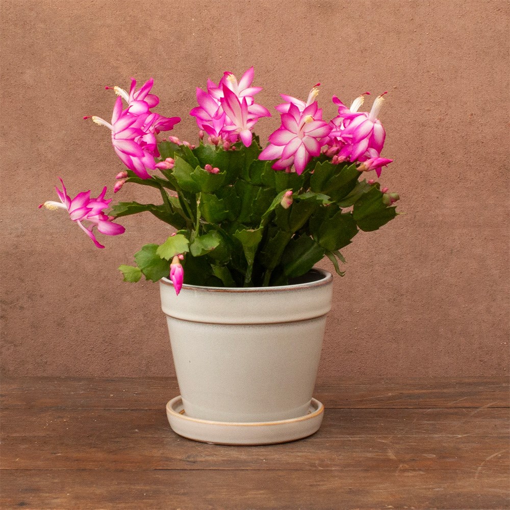 <i>Schlumbergera</i> 'Pink flowered'