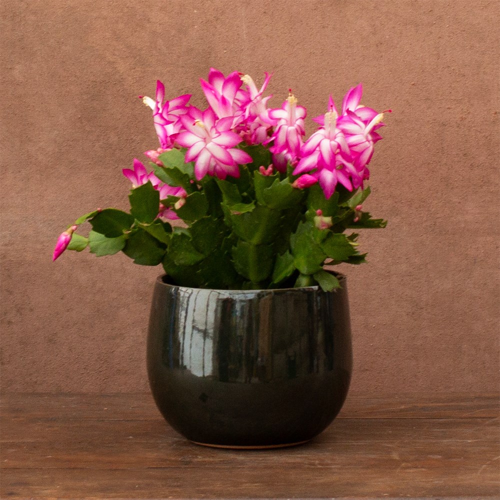 <i>Schlumbergera</i> 'Pink flowered'