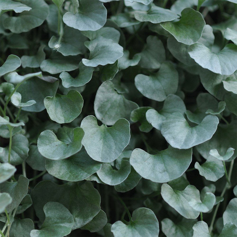 <i>Dichondra</i> 'Silver Falls'