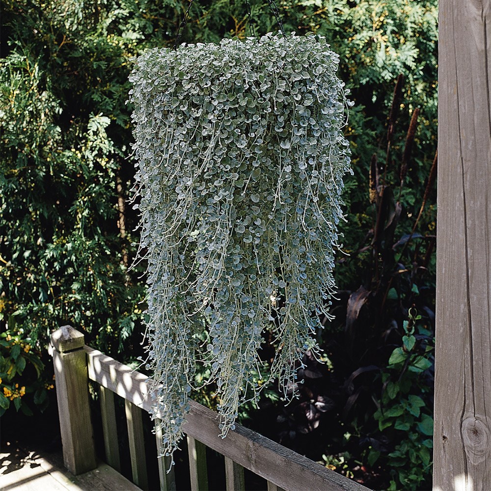 <i>Dichondra</i> 'Silver Falls'