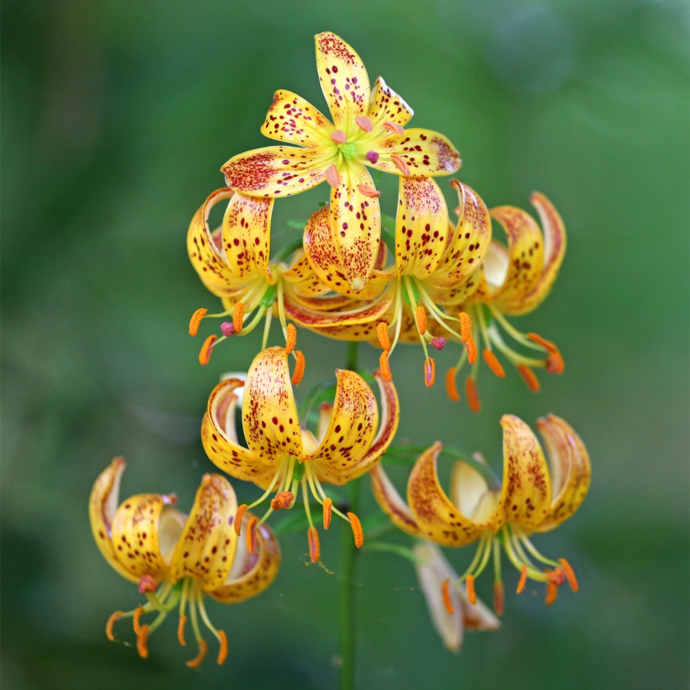 <i>Lilium</i> 'Sunny Morning'