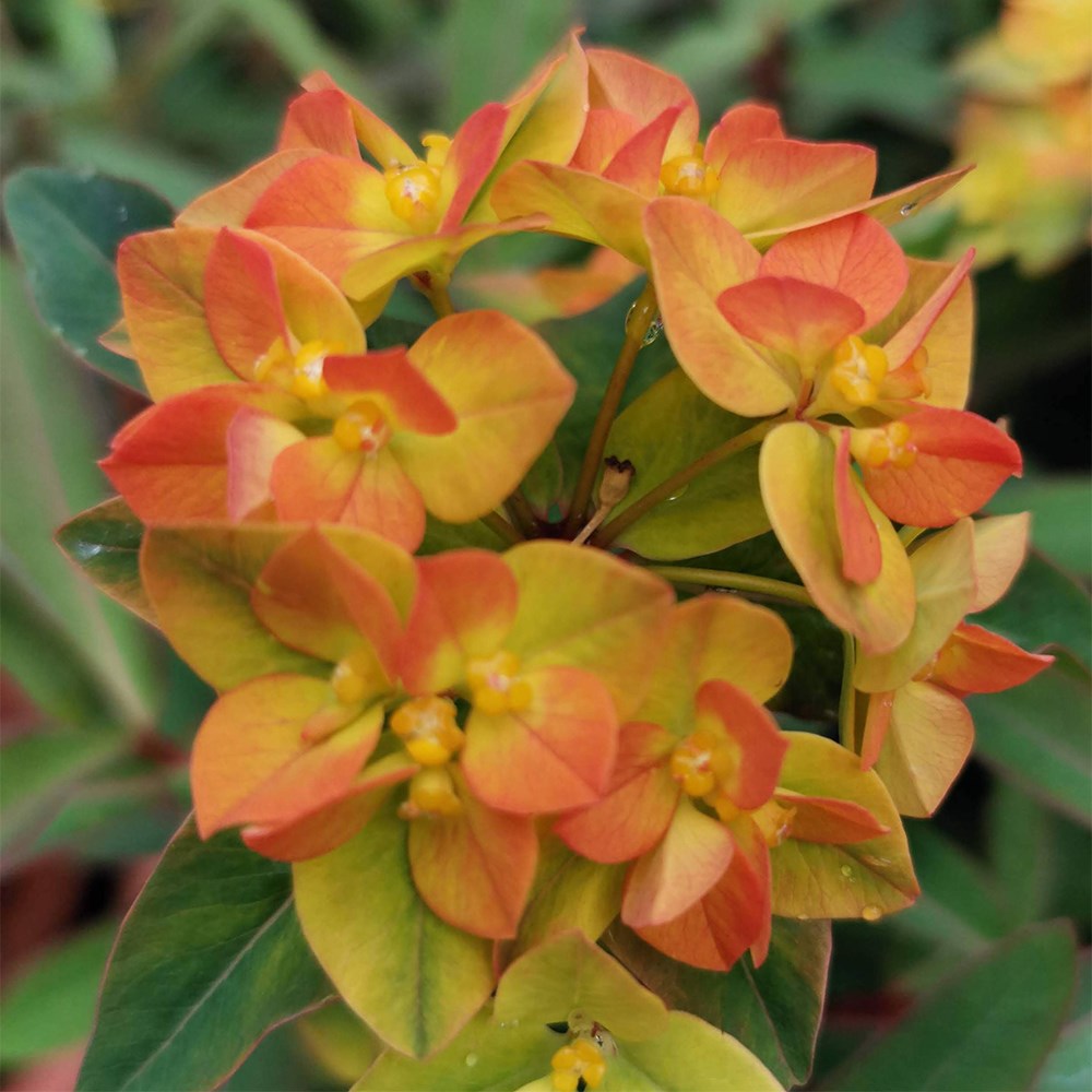 <i>Euphorbia</i> 'Walberton's Embers Glow'