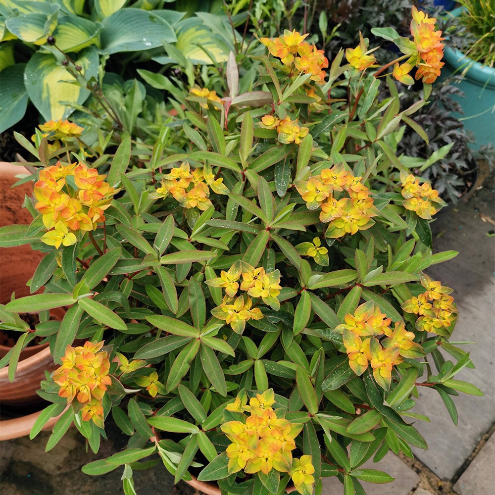 <i>Euphorbia</i> 'Walberton's Embers Glow'