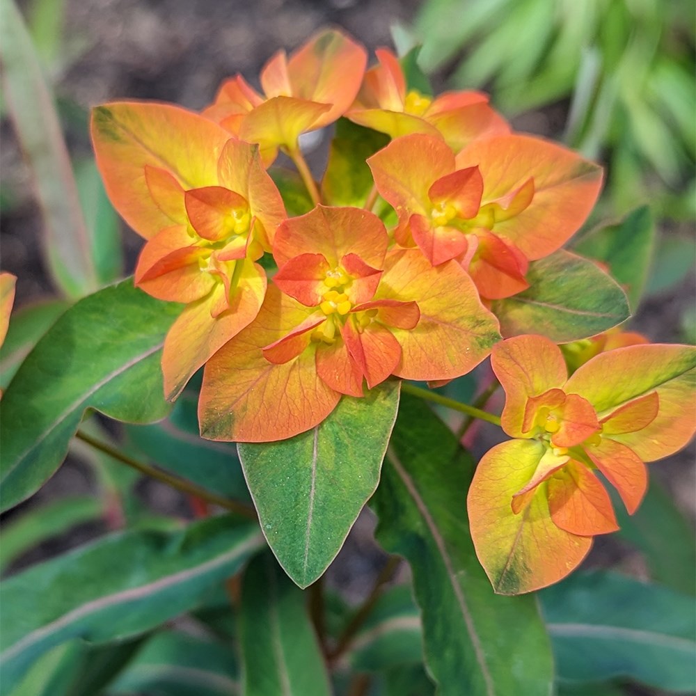 <i>Euphorbia</i> 'Walberton's Embers Glow'