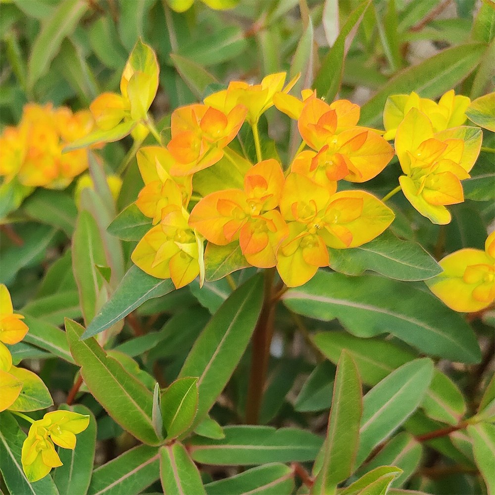 <i>Euphorbia</i> 'Walberton's Embers Glow'