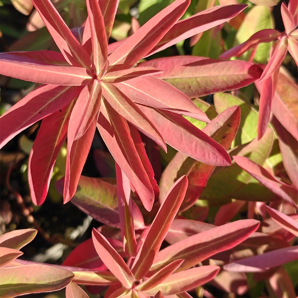 <i>Euphorbia</i> 'Walberton's Embers Glow'