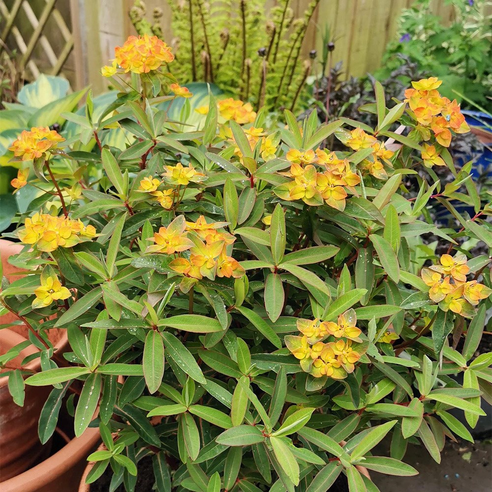 <i>Euphorbia</i> 'Walberton's Embers Glow'