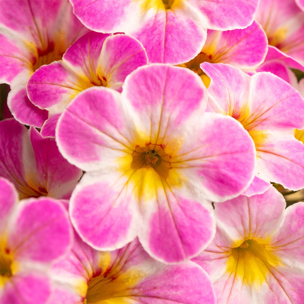 <i>Calibrachoa</i> 'Chameleon Lemon Frose'