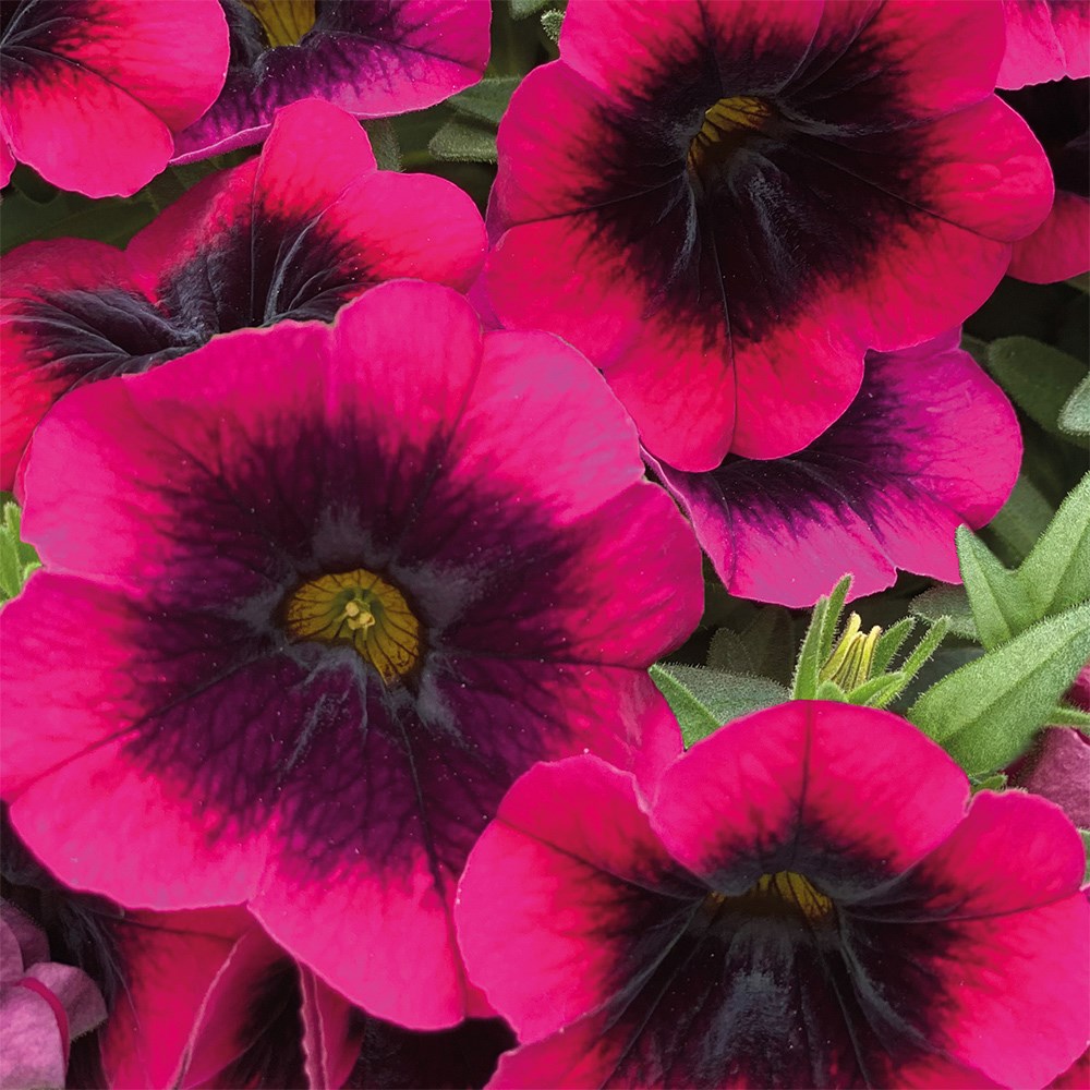 <i>Calibrachoa</i> 'Caliloco Dracula'