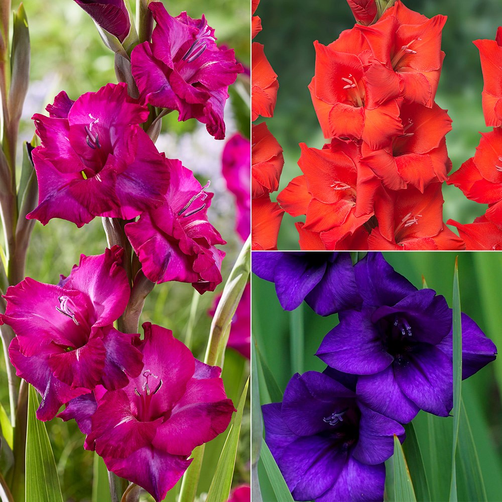Vibrant gladioli collection