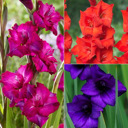 Vibrant gladioli collection