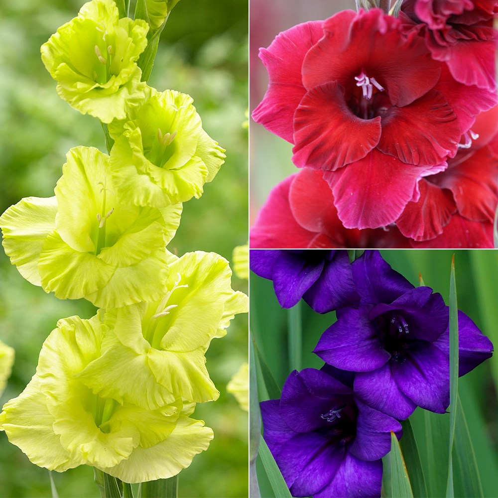 Favourite gladioli collection