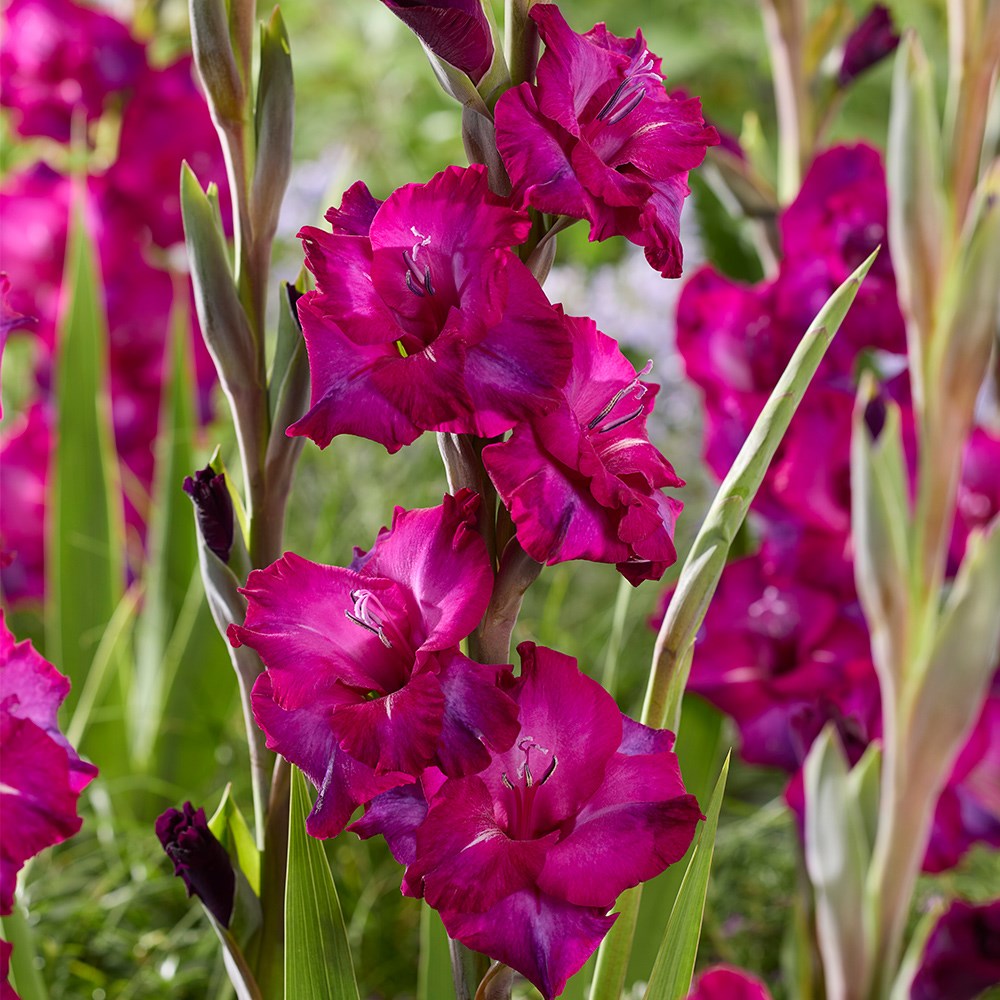 <i>Gladiolus</i> 'Next Level'