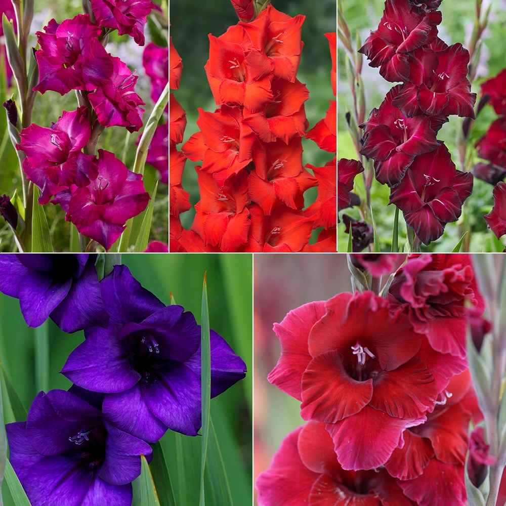 The ultimate cutting gladioli collection