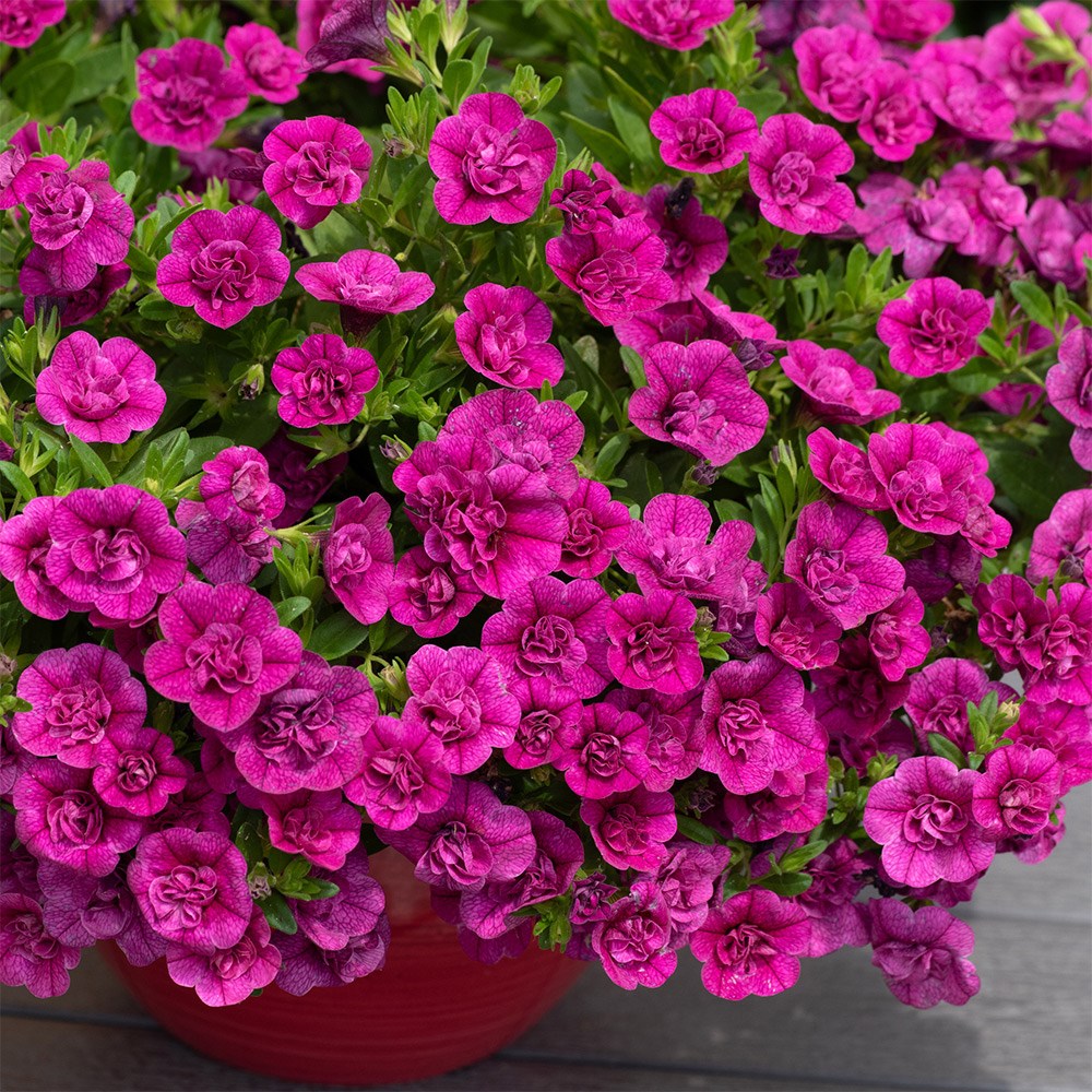 <i>Calibrachoa</i> 'Cabaret Double Magenta'
