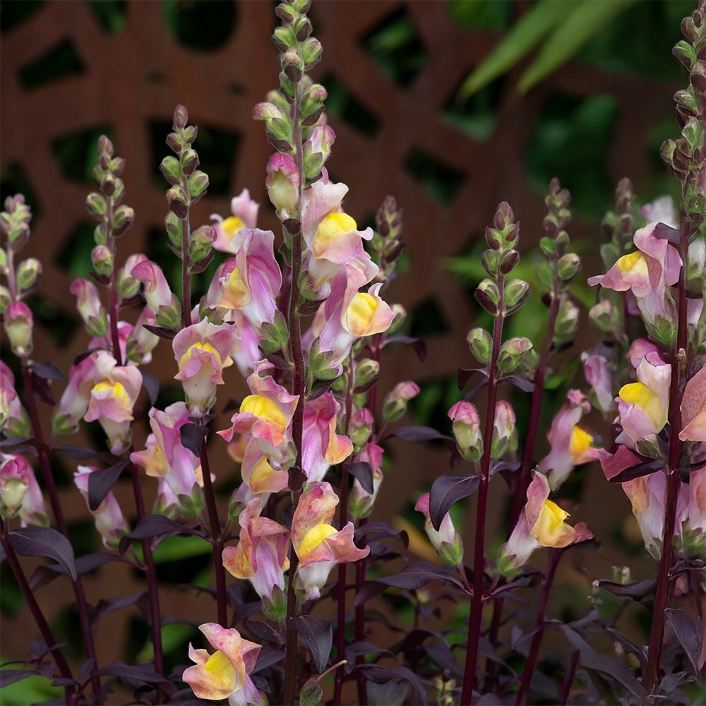 <i>Antirrhinum</i> 'Snap in Black Apricote'