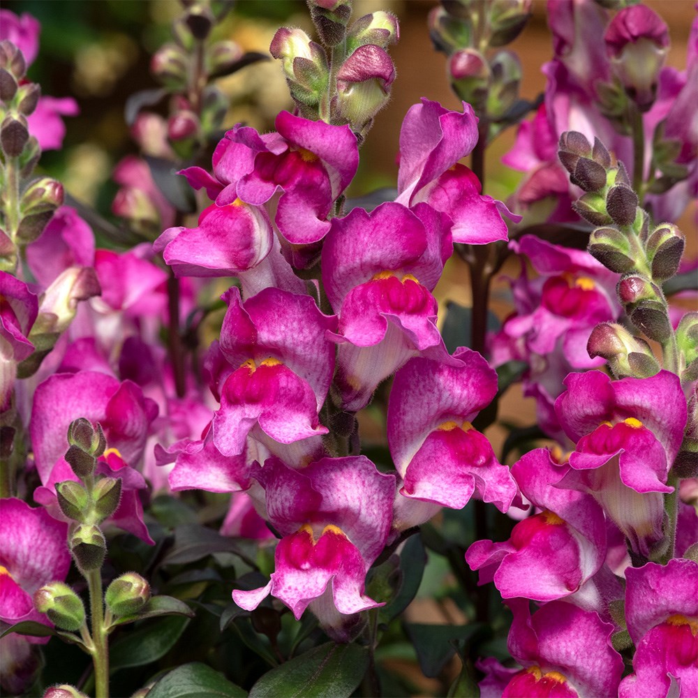 <i>Antirrhinum</i> 'Snap in Black Raspberry'