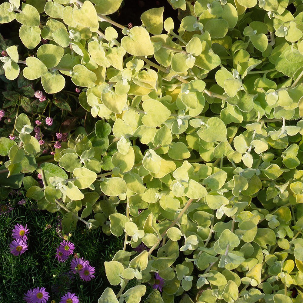 <i>Helichrysum</i> 'Gold'