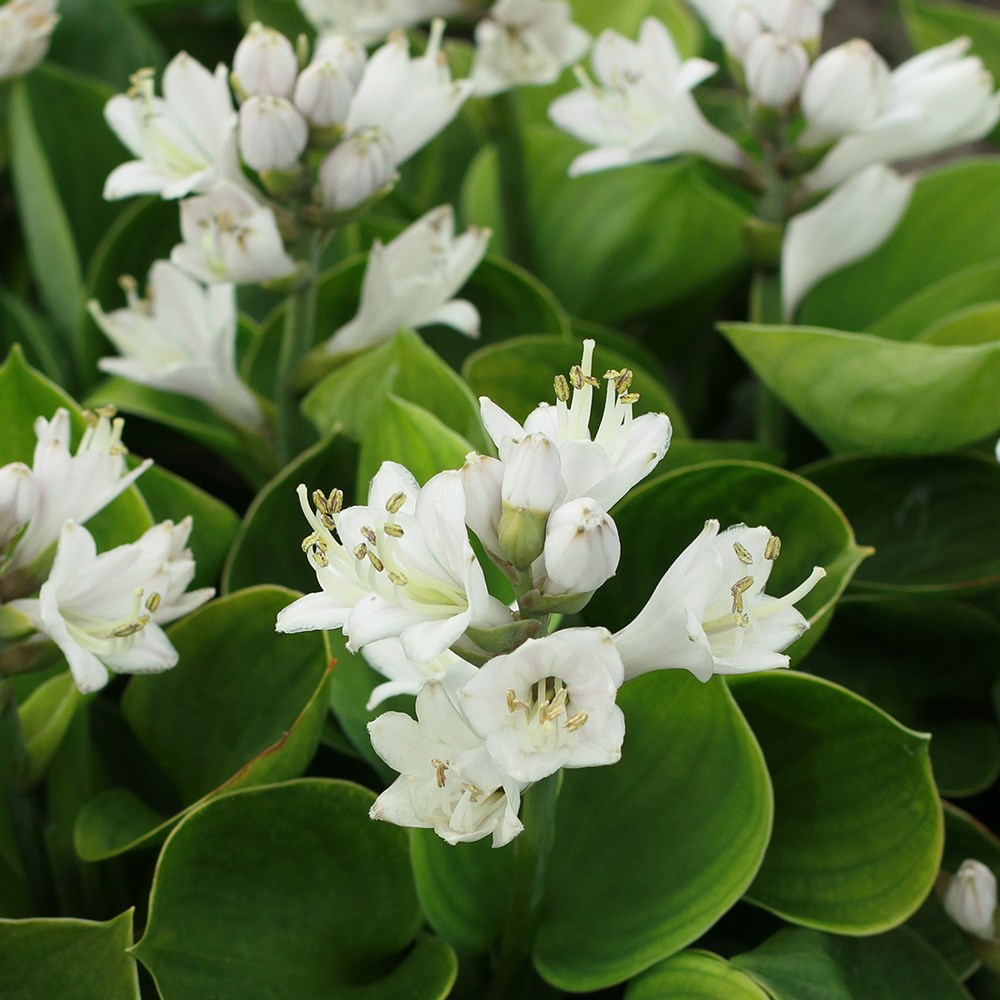 <i>Hosta</i> 'Monster Ears'