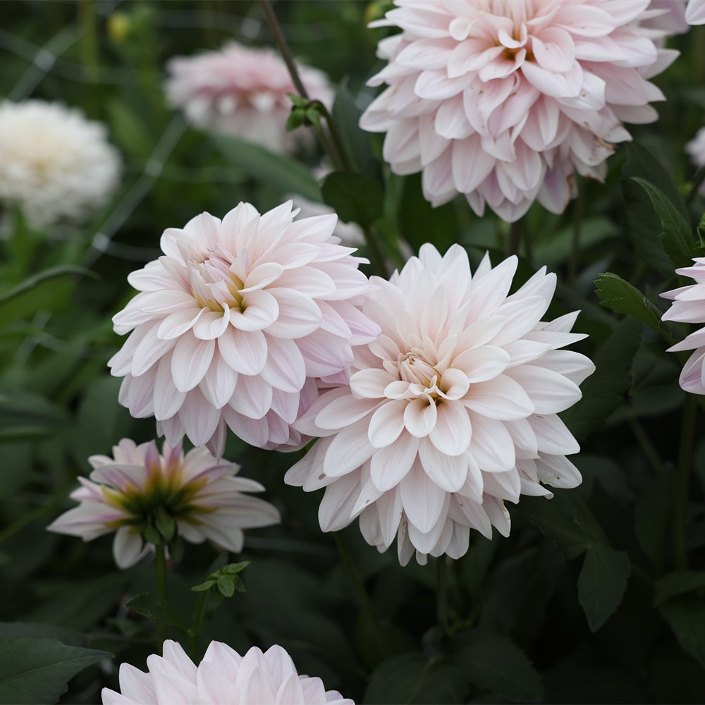 <i>Dahlia</i> 'Valente'