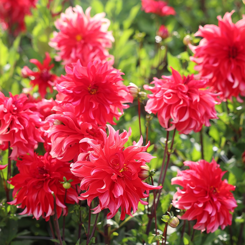 <i>Dahlia</i> 'Red Labyrinth'