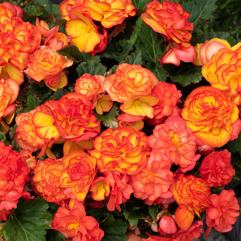 <i>Begonia</i> 'Nonstop Flame'